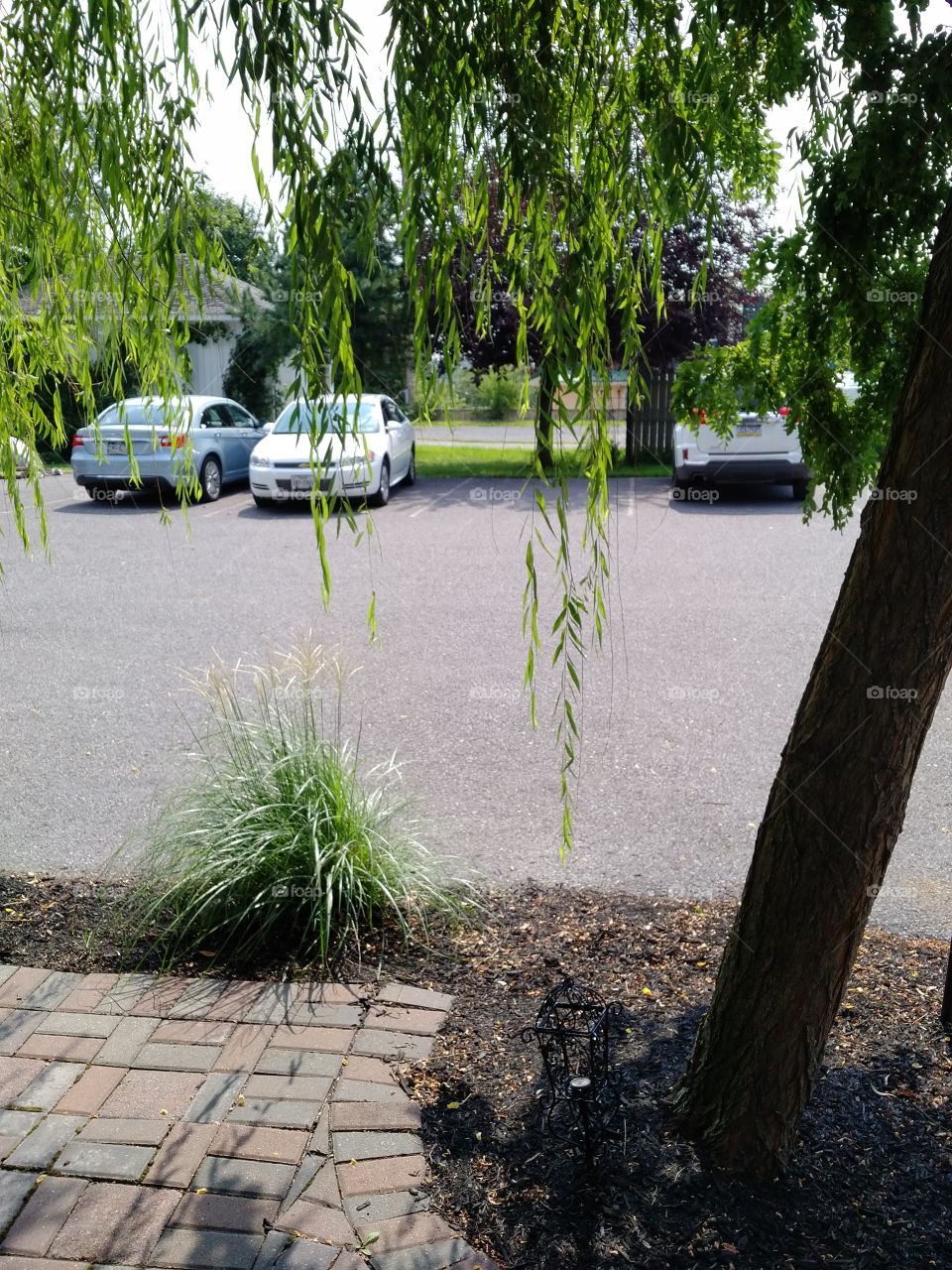 Road, Garden, Guidance, Environment, Tree