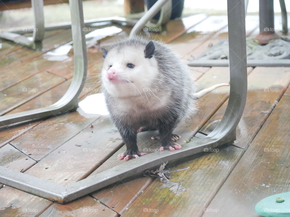 A large, cold opossum seeks shelter on a porch, in a suburban neighborhood. 