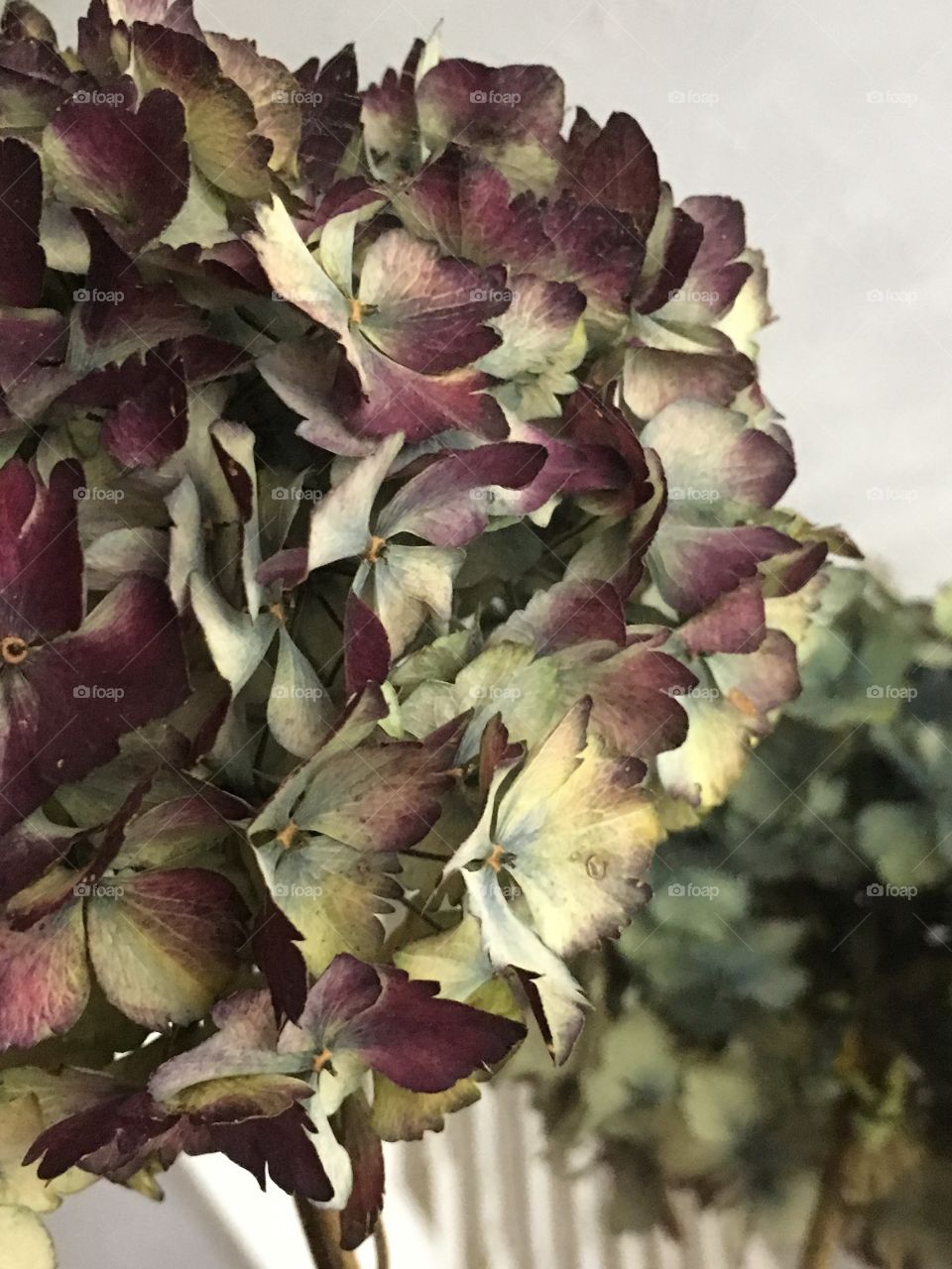 Close up view of multicoloured dried hydrangea flowers on display inside a house