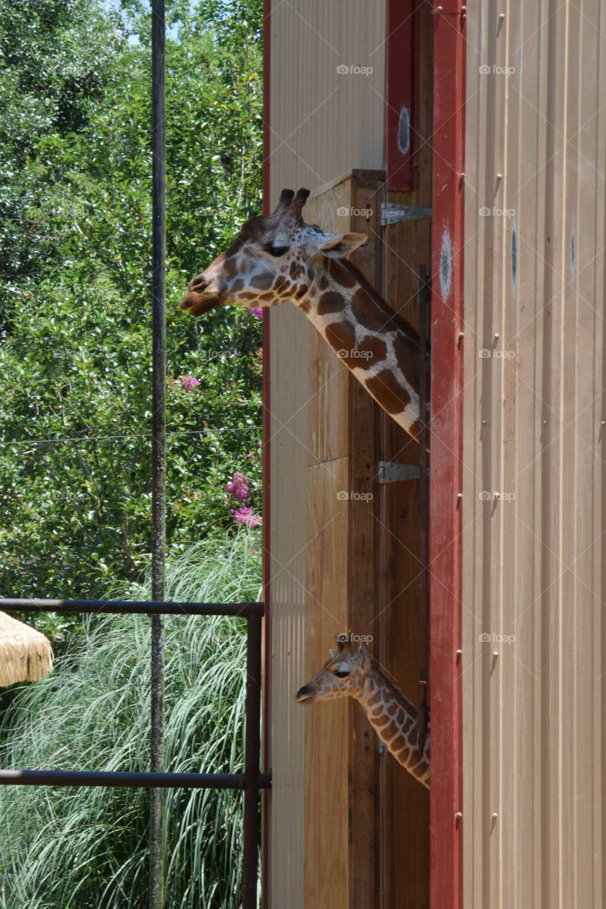 Momma and baby giraffe