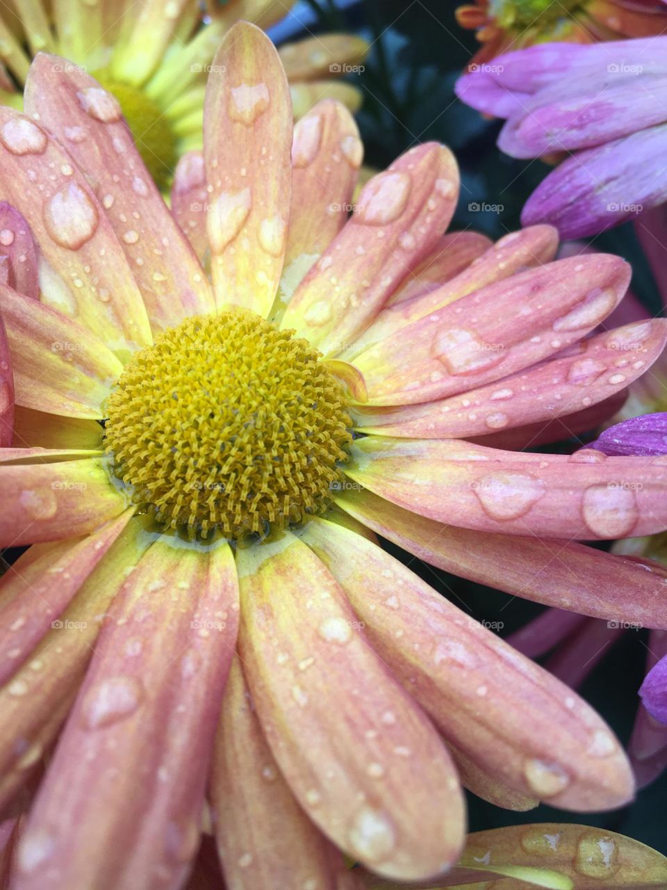 Beautiful Spring flowers are dappled with droplets of water after a brief rainfall