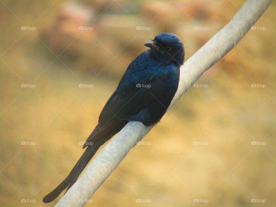 The black drongo (Dicrurus macrocercus) is a small Asian passerine bird of the drongo family Dicruridae.