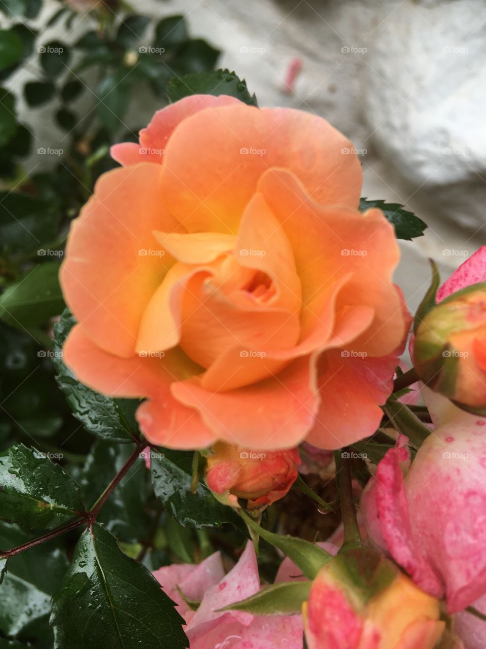 Pictures of some of my pretties, a rose off my pink rose bush not pink, Unusual. 