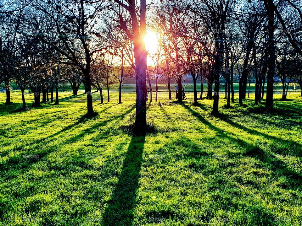 Beautiful sunset in the woodsy area of a park in the Spring with fresh green grass . and most trees still dormant.