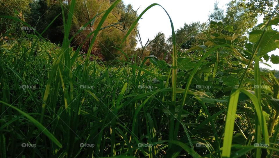 Imagine yourself that you are a ladybug flying🐞❤️
Paragrass Picture by me 😊

❤️Hope you like it❤️