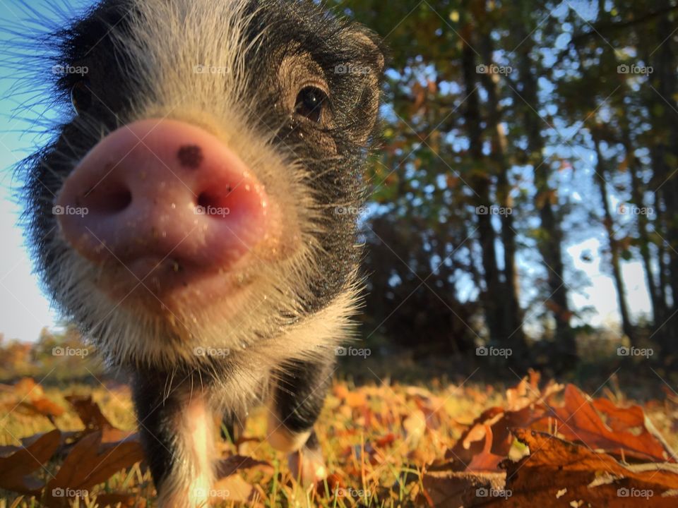 Beans the Pig