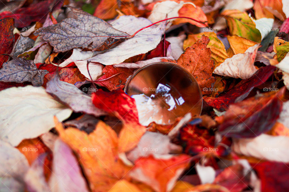 Lense ball in the leaves