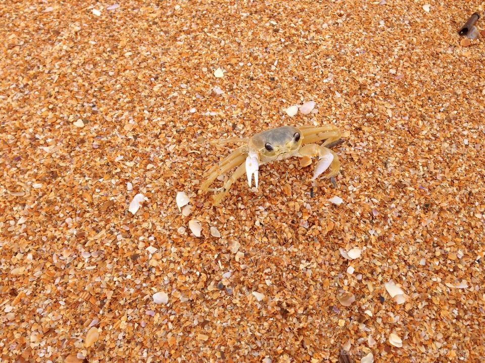 Little crab at the beach