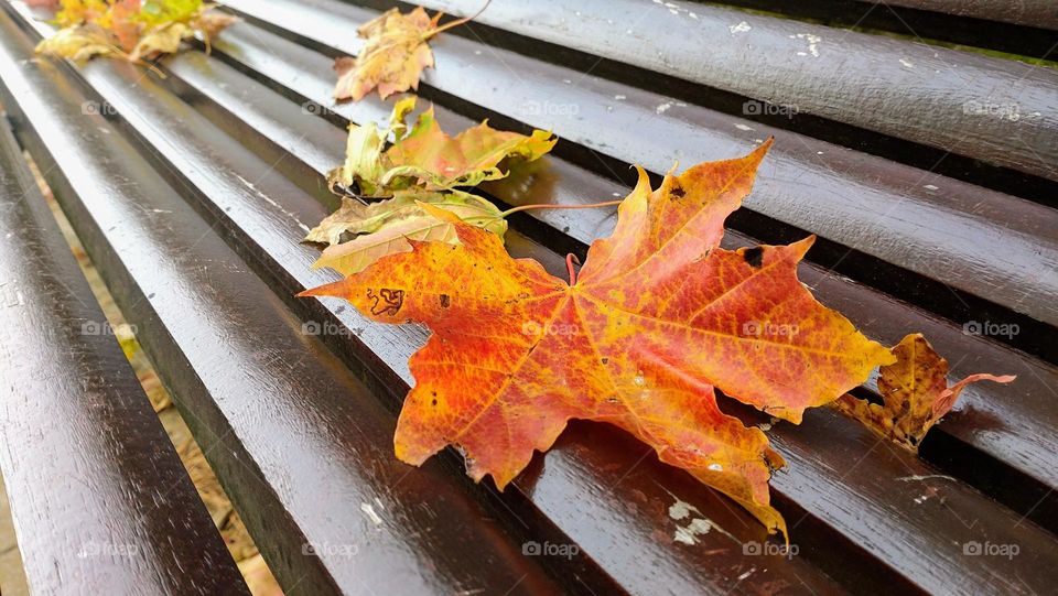 Autumn mood 🍁 Maple leaves 🍁 Park time 🍁