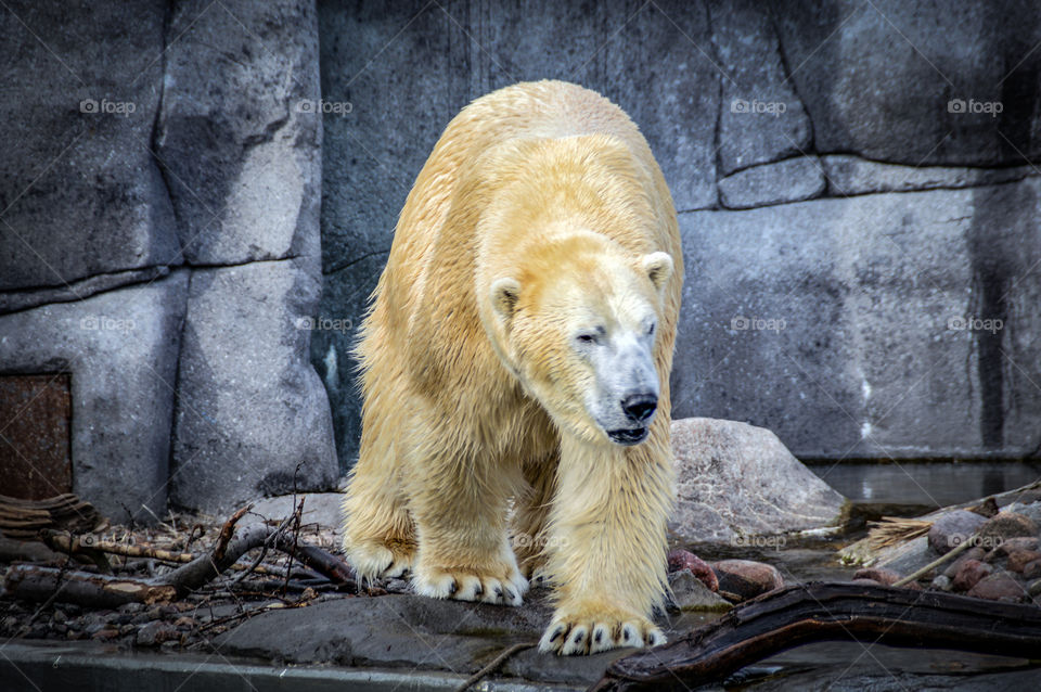 Polarbear in Copenhagen zoo.