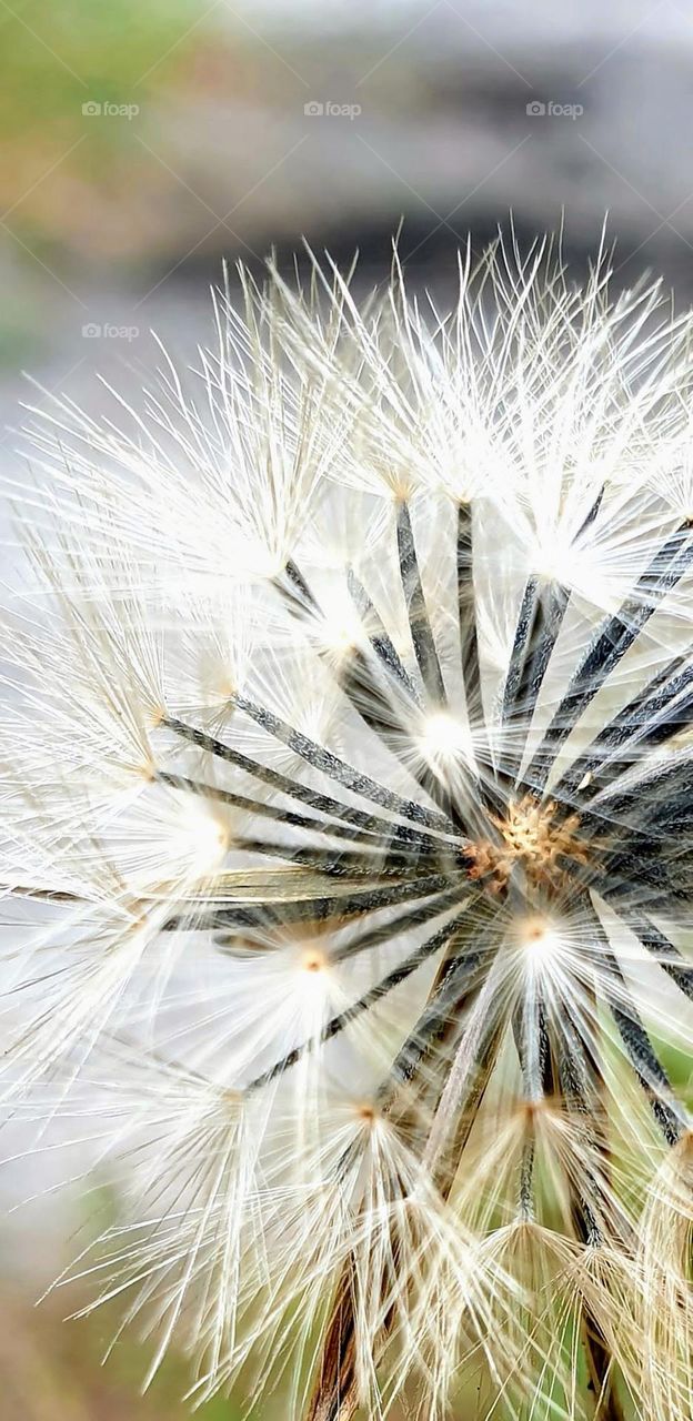 white wild seed, its threads look like flashes of white light