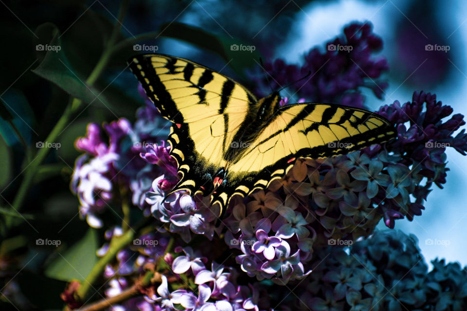 Who wouldn’t love butterflies? They are so pretty and always so gentle! They are one of the most photogenic subjects out there.