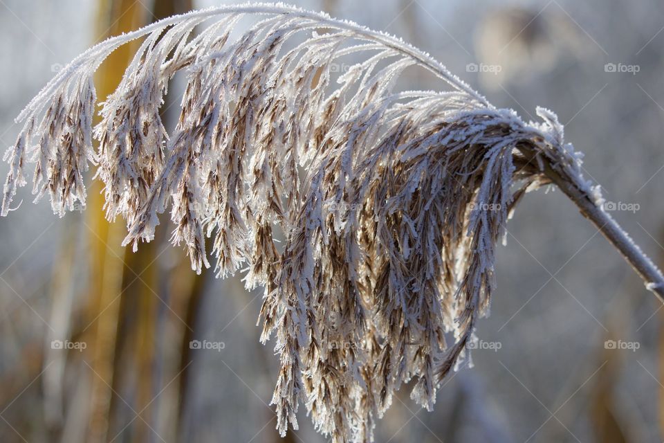 Frozen frosty reed