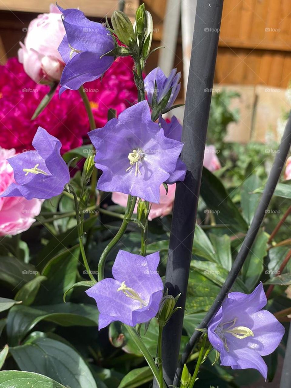 Campanula persicifolia