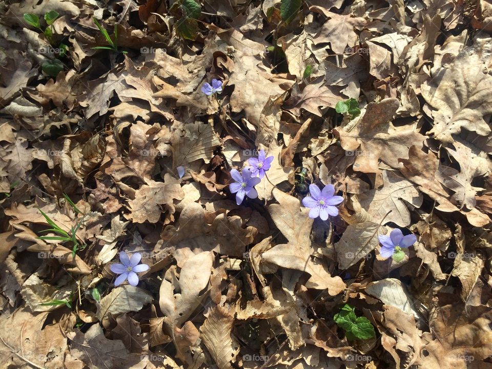 Violet flowers in the forest between dry leaves