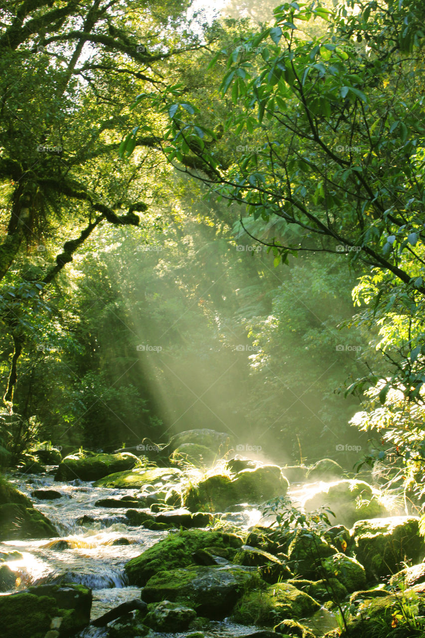 Sunlight in forest