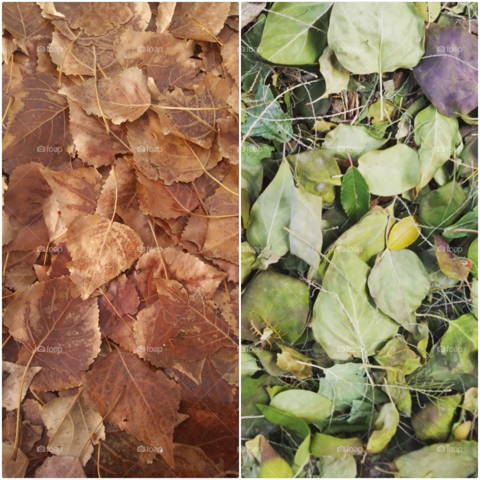 A collage of leaves with a border 🍂