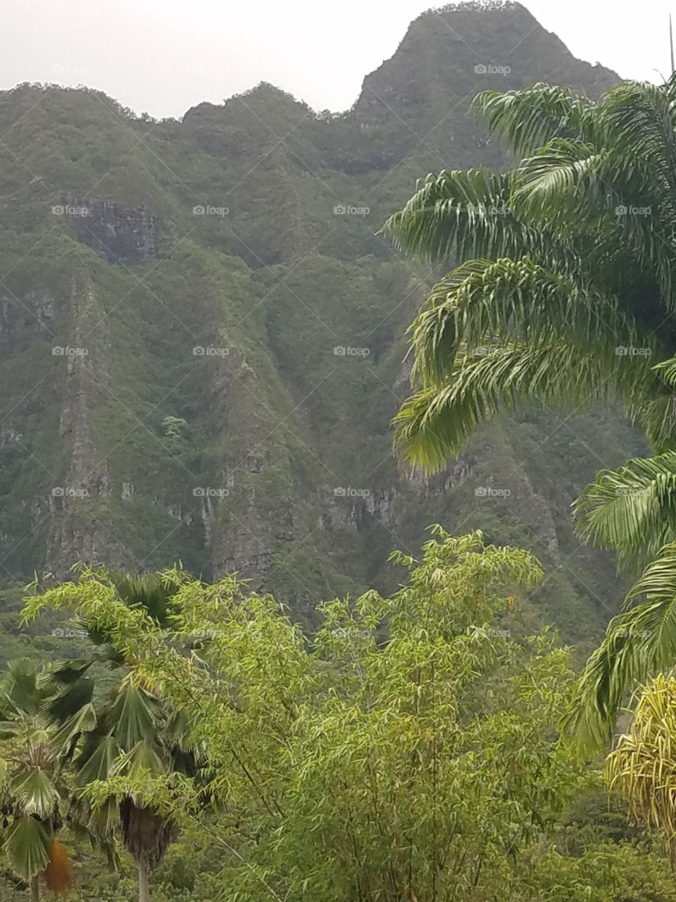 Volcano and Palm