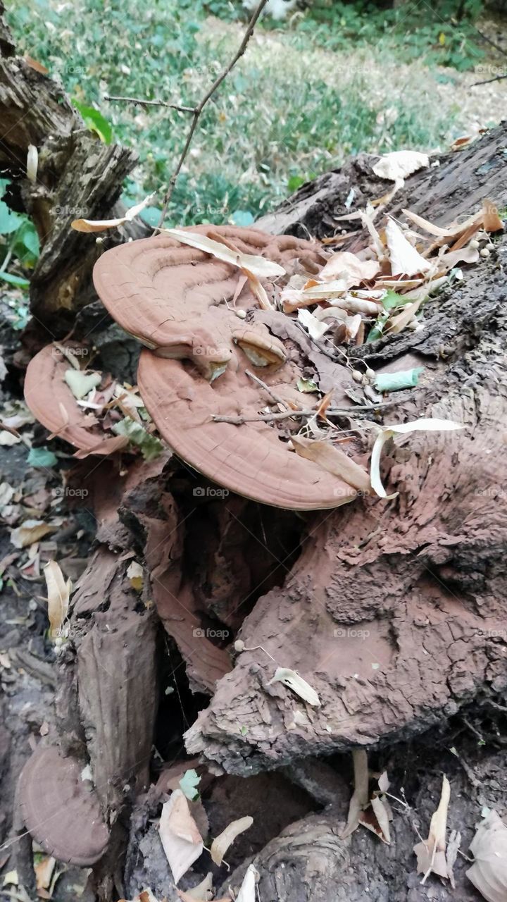 Ganoderma