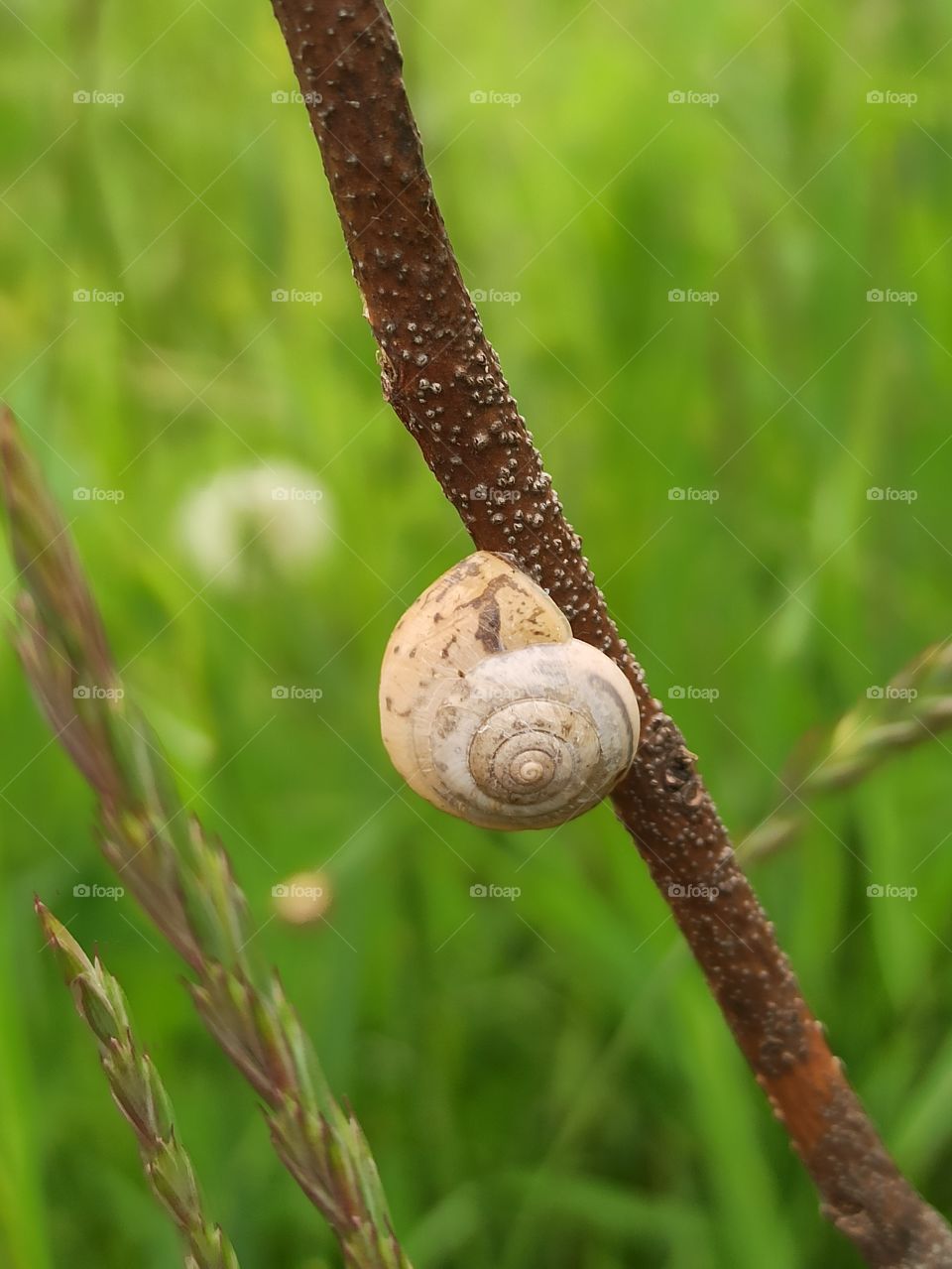 Snail on a twig