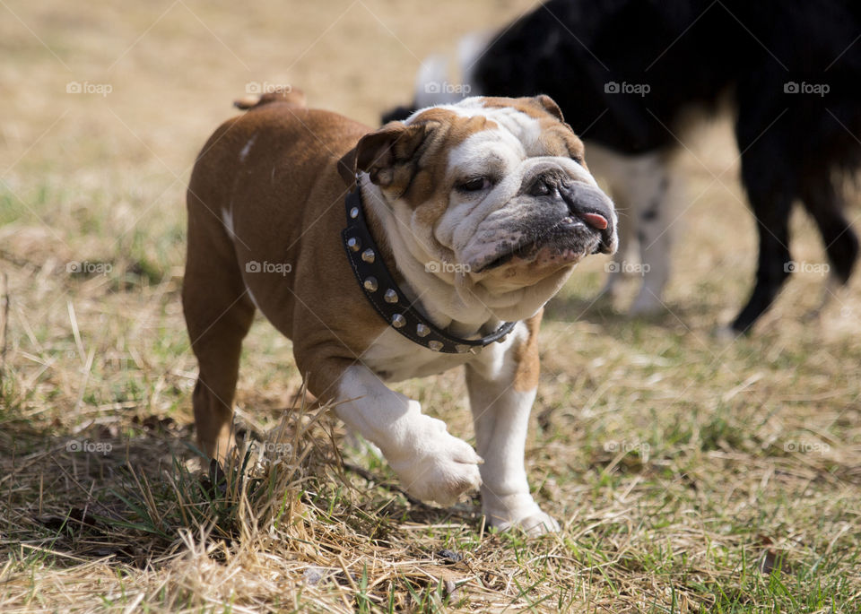 Funny adorable English bulldog running with tongue outside wearing black dog collar with nails