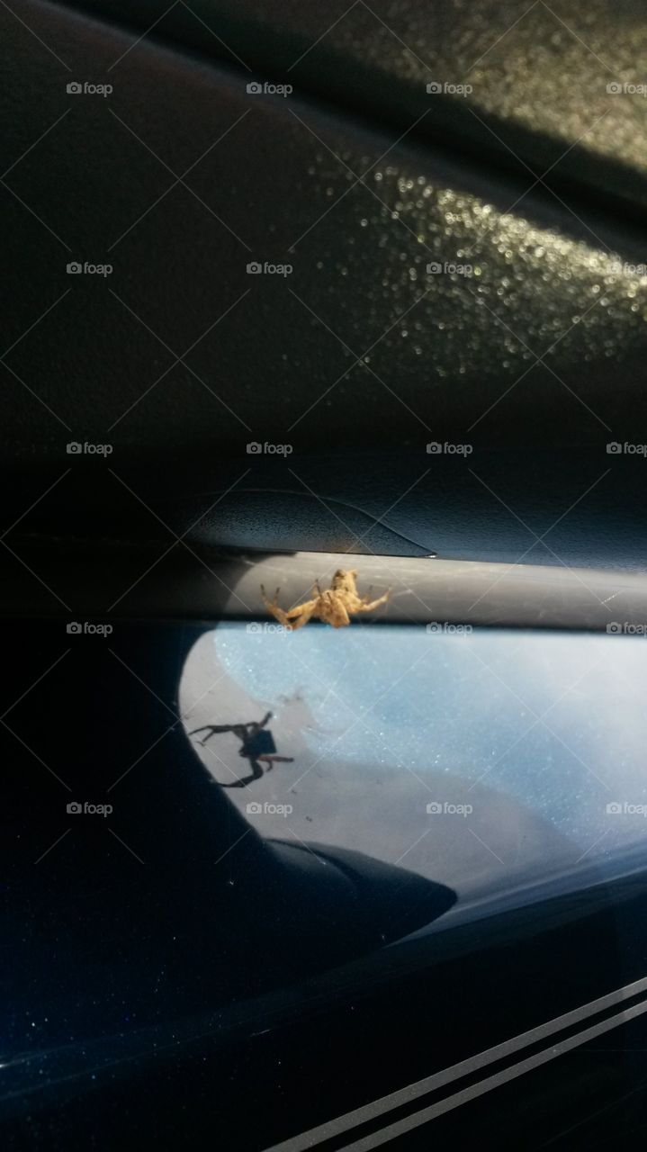WebCam. Crazy looking spider & web underneath my side view mirror driver side.