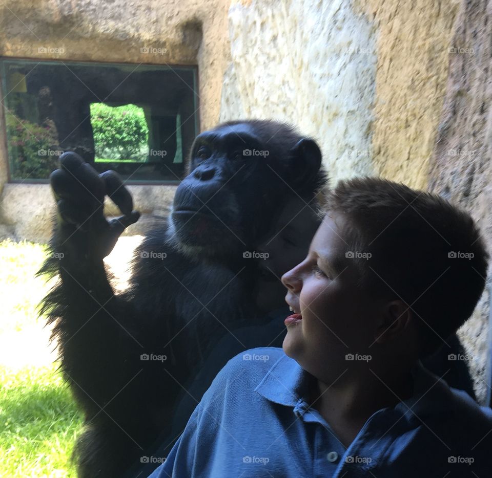 Chimpanzee playing with kid