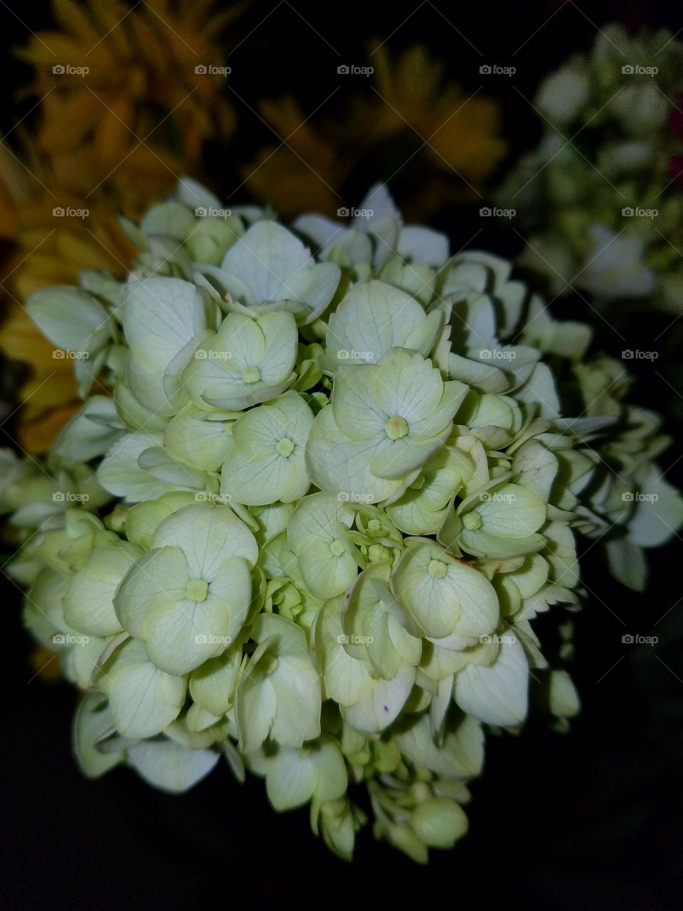 White Hydrangea closeup