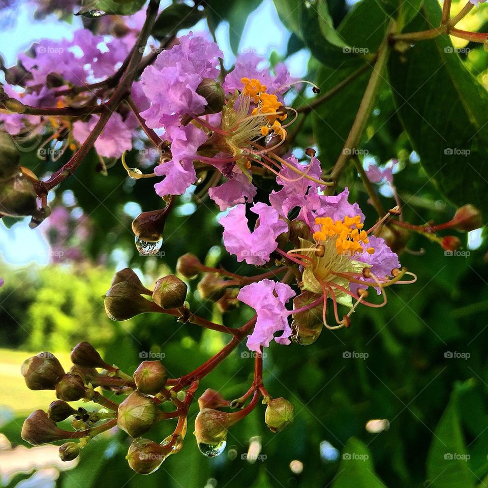 Crepe Myrtle