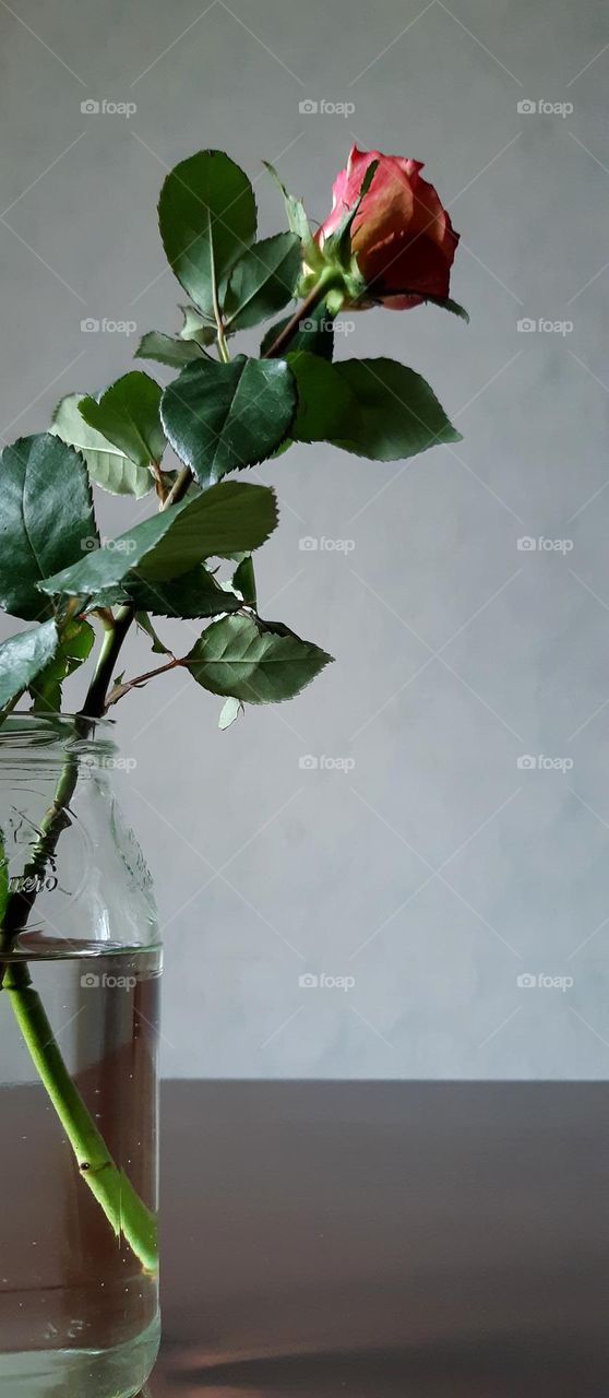 rose in glass vase