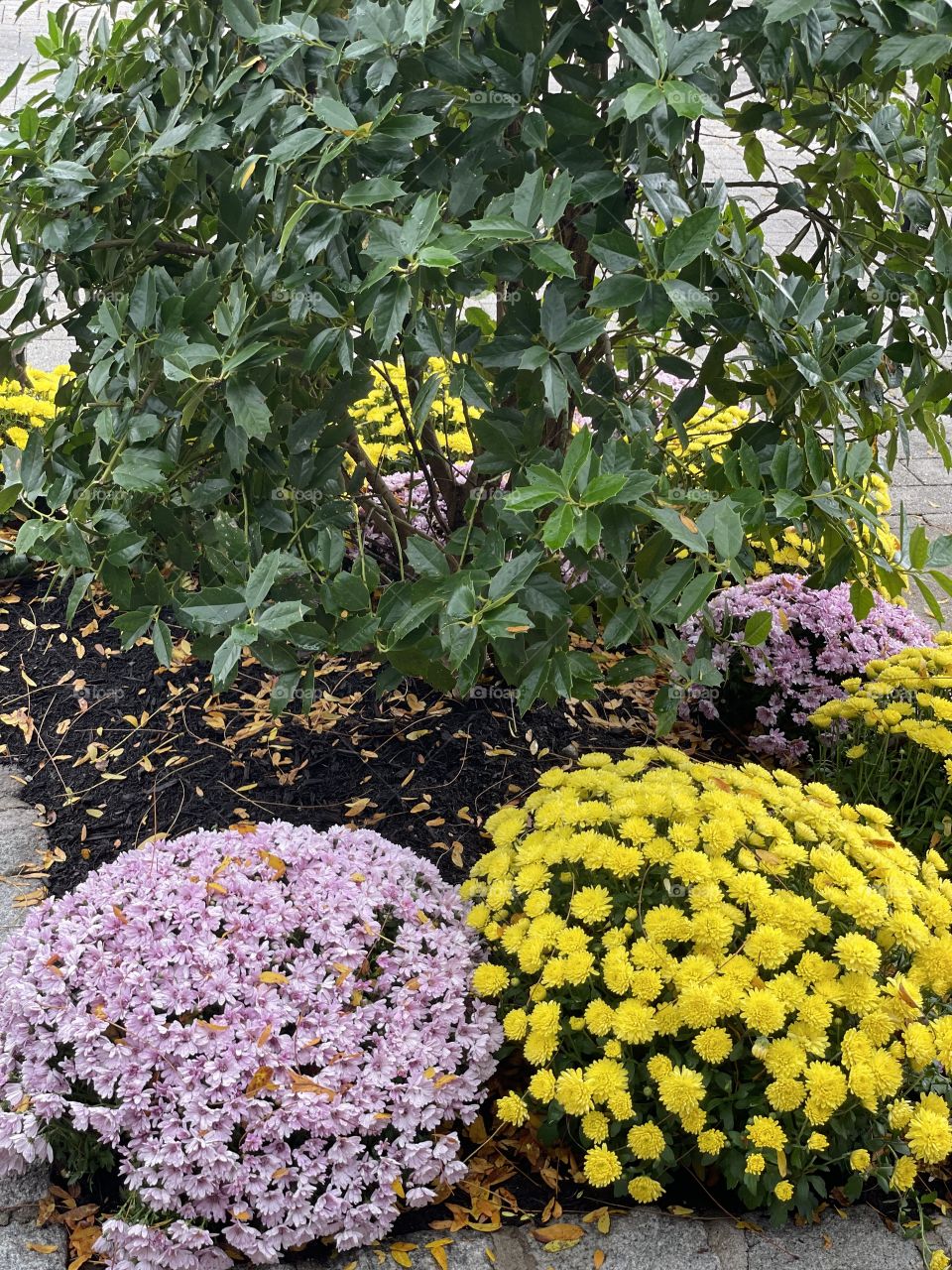 Hello Yellow and Violet