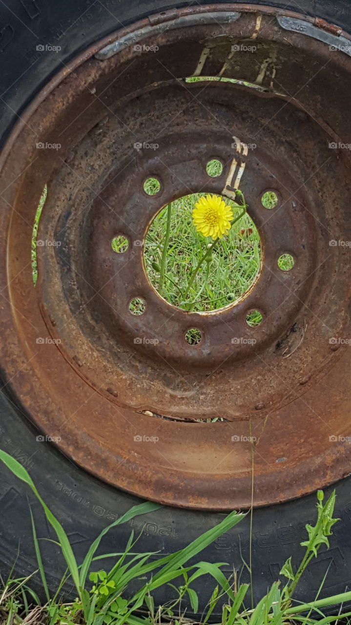 a flower sprouting to bloom in the middle of a tire