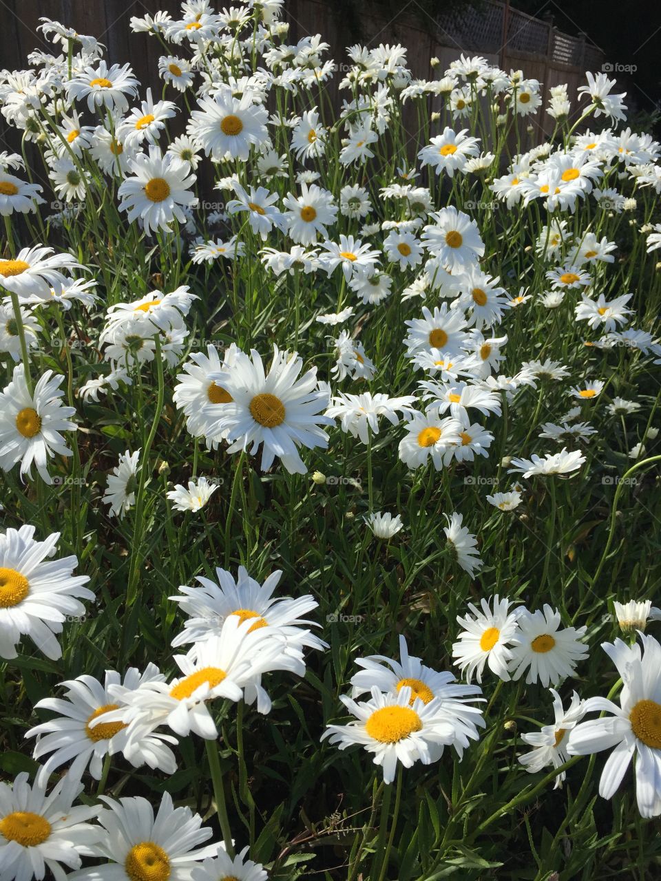 Field of daisy flowers