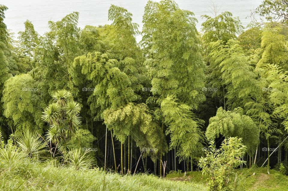 Nature, Tree, Summer, Wood, Leaf