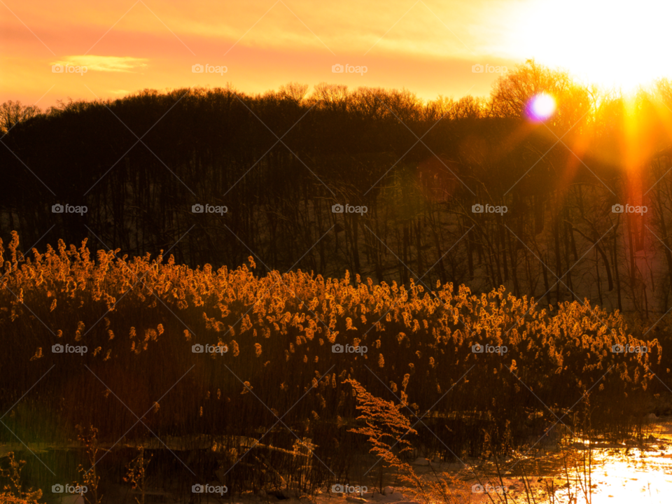 orange county ny plants sunset sun by delvec