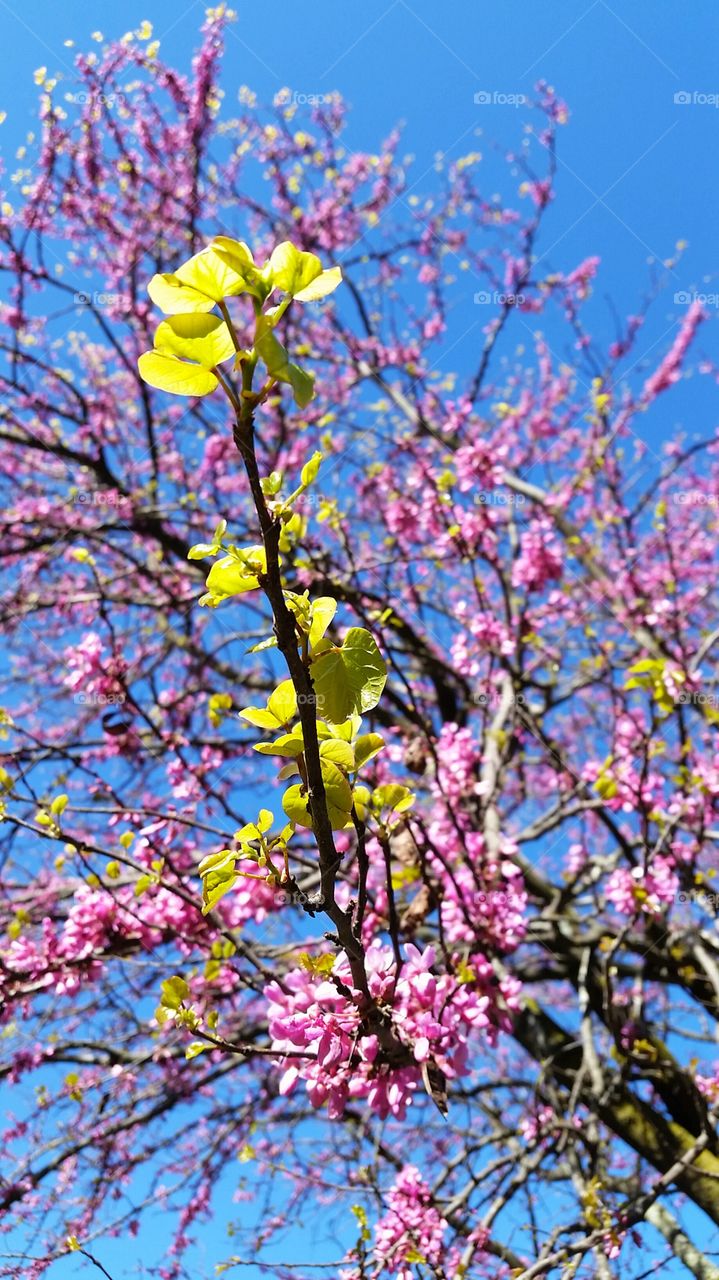 spring flowers