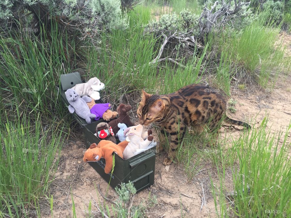 Bengal cat found a geocache during his walk, full of stuffed animals!