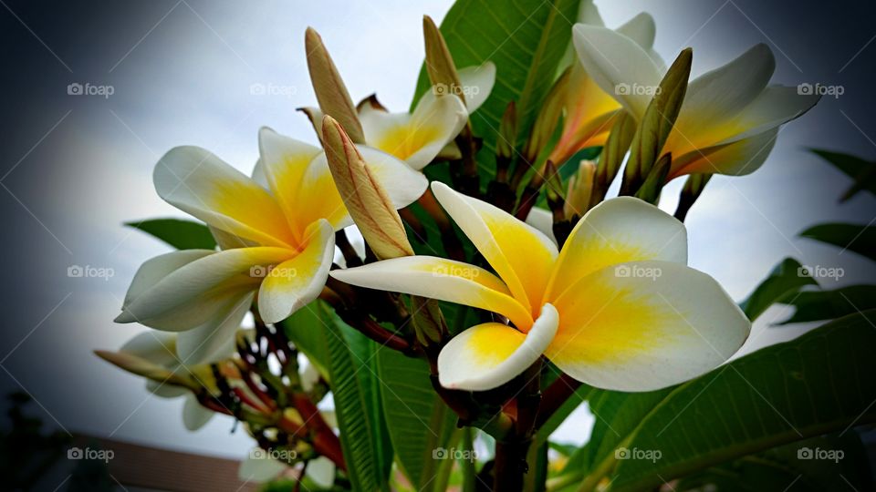 Tropical Plumeria. Tropical plant in local garden.