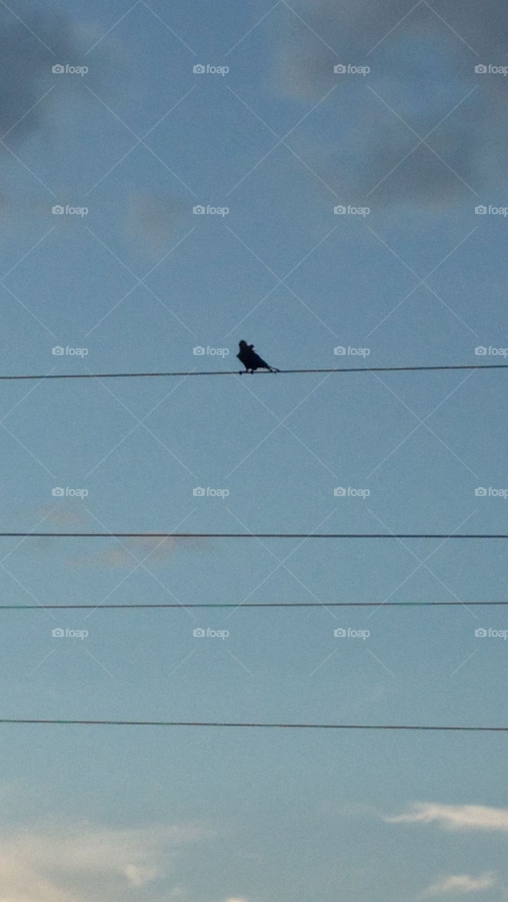 wire standing the crow in cloudy shown ,evening time sunset time