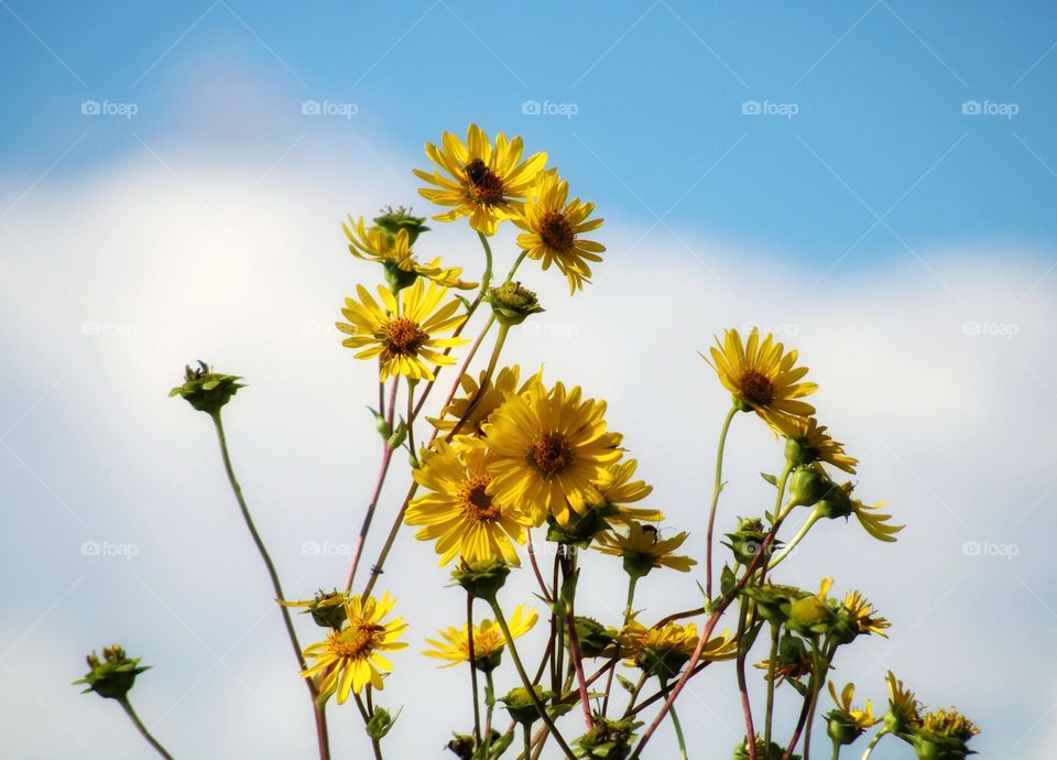 yellow flowers