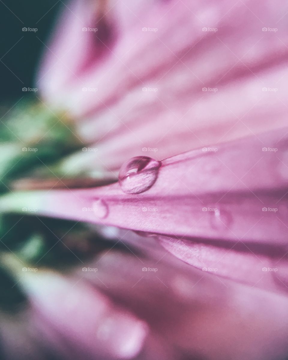 Water drop on pink flower