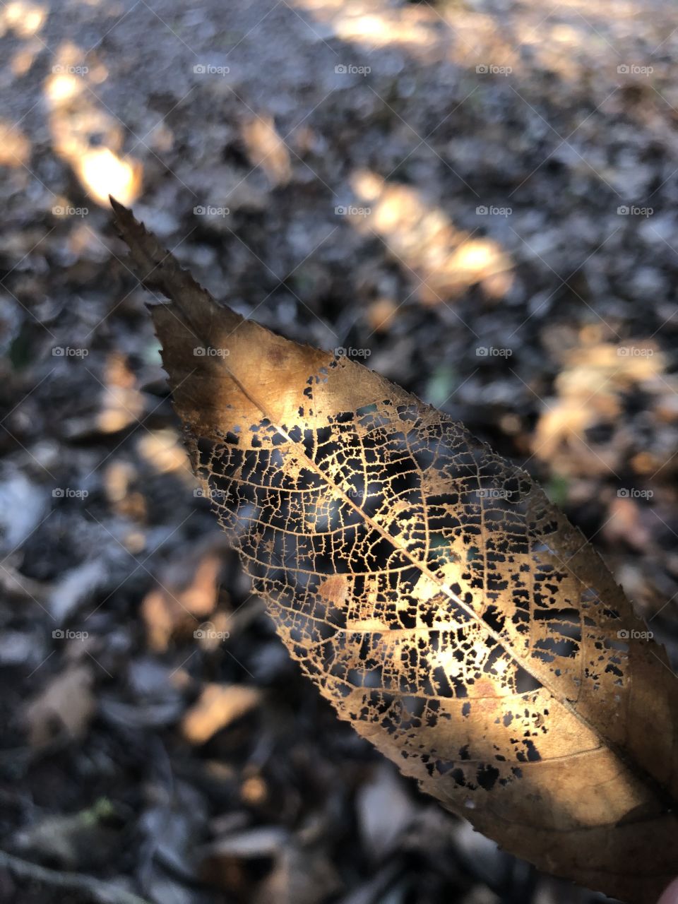 Dappled sunlight on brown decaying leaves