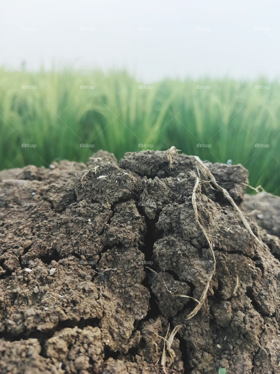 Dry Soil in Field Areas 11 Nov 2020

￼