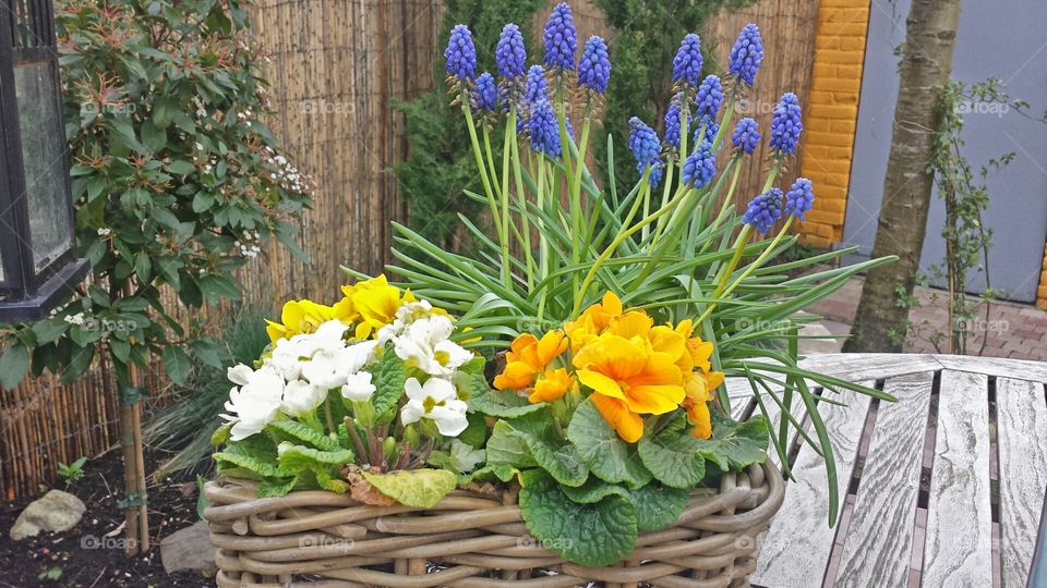 Flowers in a basket. Flowers im our garden.