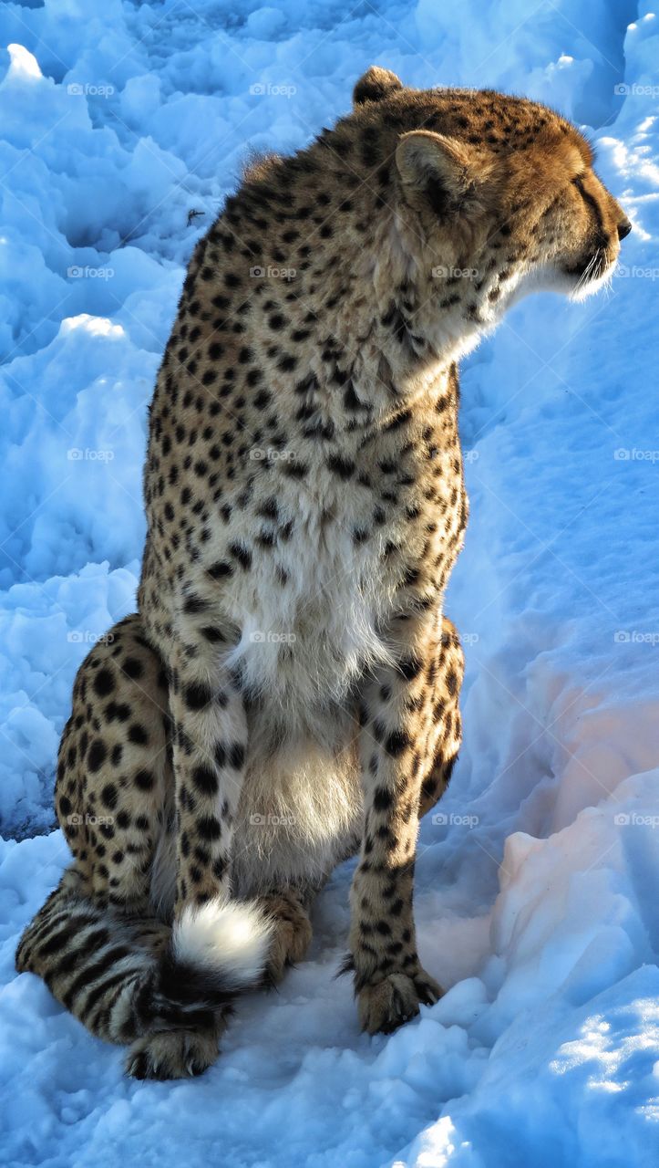 Cheetah Parc Safari Hemmingford Québec 