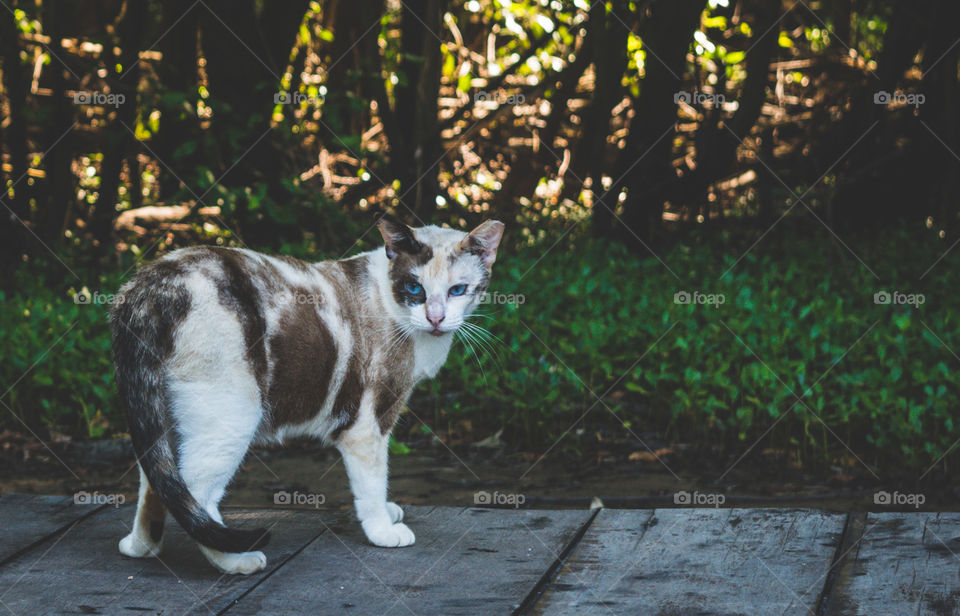 Nature, No Person, Outdoors, Mammal, Grass