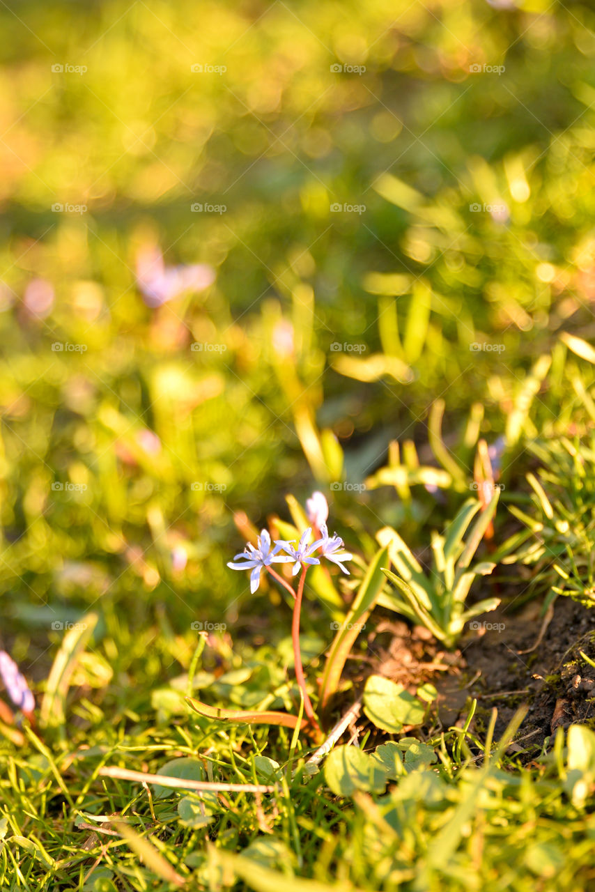 Nature, Grass, Leaf, Summer, Flower