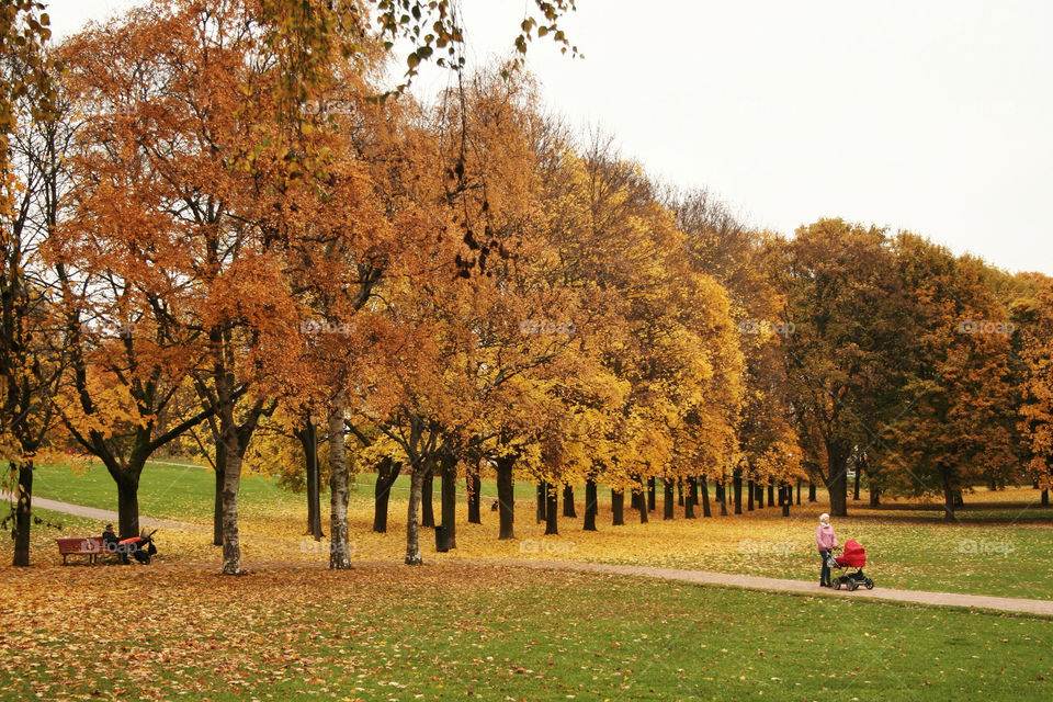 baby tree park autumn by nader_esk