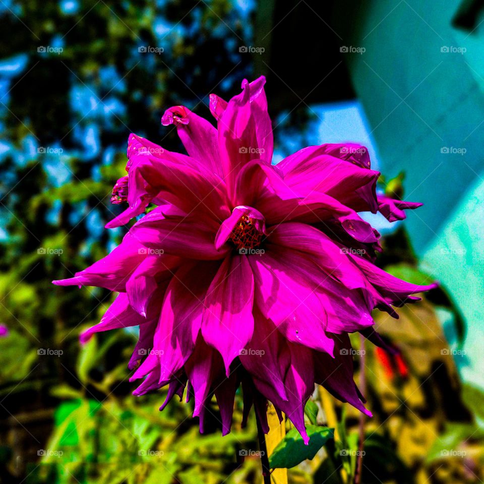 This dahlia flower looks very beautiful. The petals of the flower are purple in color and bigger. I have photographed this flower in our house.