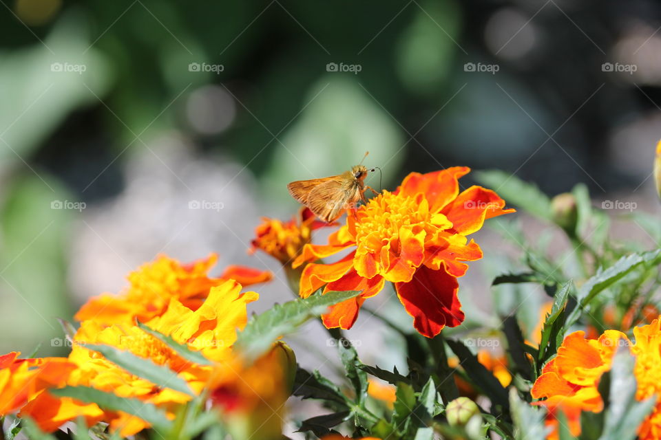 moth eating